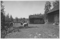 Tiveds socken, fårhage med gärdesgård och stall