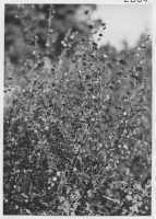 Kävsjö socken, klockljung