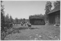 Tiveds socken, fårhage med gärdesgård och stall