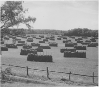 Johannishus, slåtter