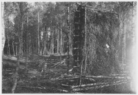 Tiveden, björklövskärvar på höghässja