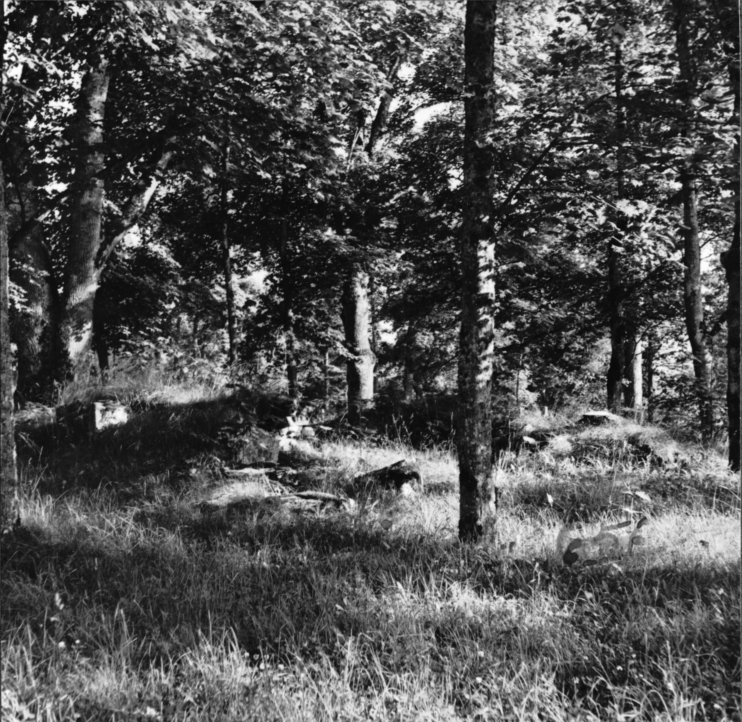 Bertil Waldén, Edsberg, Riseberga klosterruin