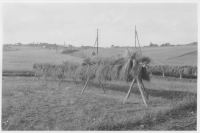 Rogberga socken, linodling