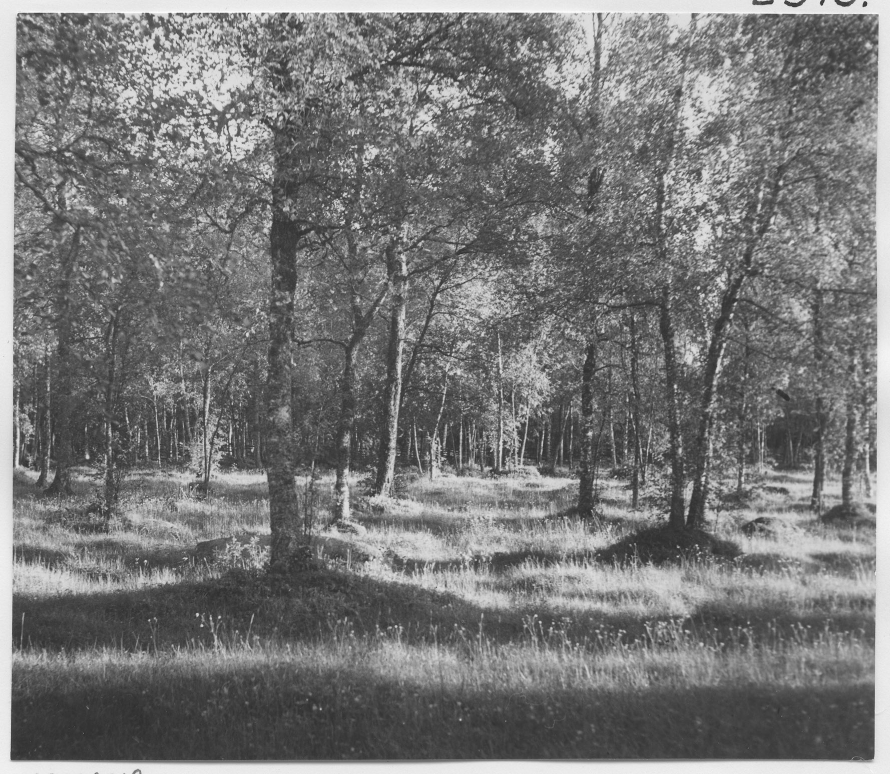 Mårten Sjöbeck, Röd