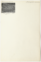 Strängnäs domkyrka. Runsignum 281