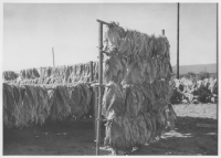 Kiaby socken, torkning av tobak