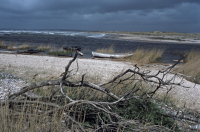 Skåne, Steglingeoset