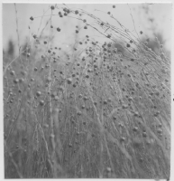 Strand, åkerväxter lin, havre, korn