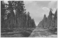Skogstransportväg genom tallmo