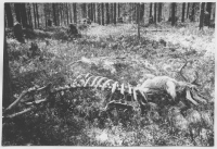 Omkommen ren i terrängen omkring Lilla Luleälv