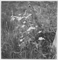 Gårdskär, fiskehamnen med vegetation