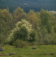 Blandskogslandskap