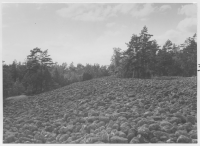Rullstenanhopningen mellan Jenny och Västervik