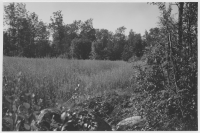 Tiveds socken, havreåker vid skogskant