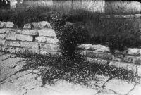 Varnhems klosterruin