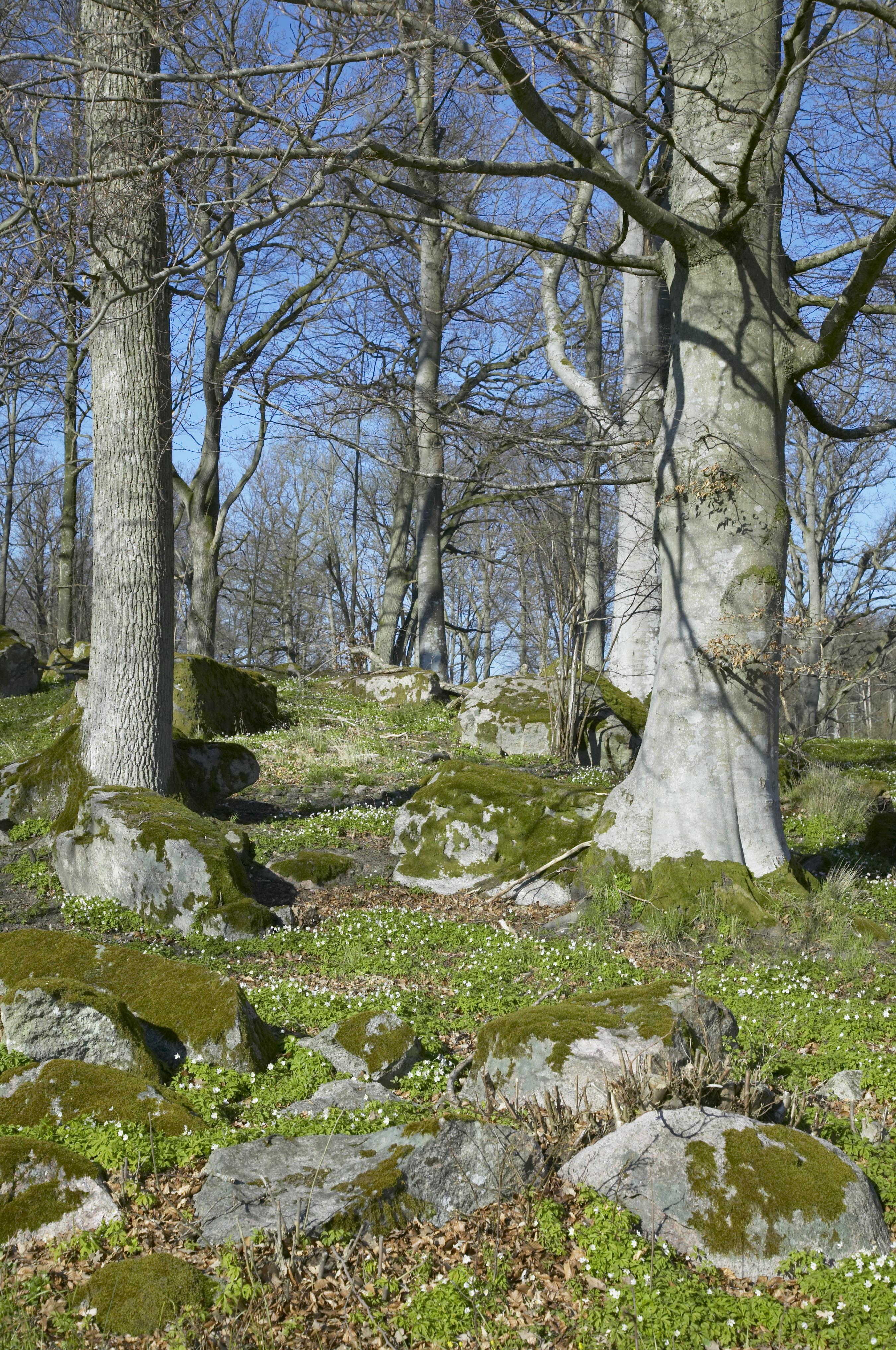 Bengt A Lundberg, Skärva