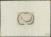 [Guldhalsring från Askersund].[Bild]