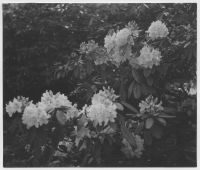 Årup, blommor i parken