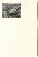 Reseberga. Runsignum Ög BrateRB1893