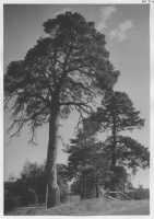 Skärfälten, tallar