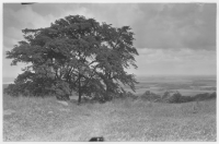 Hallandsås vid Båstad