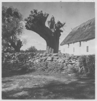 Detalj från Sandby by Kalkstensbyggnad och Salix fragalis Hårt tuktad pil