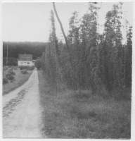 Näsums socken, humleodling