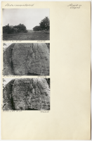 Lagnö. Runsignum Sö 175