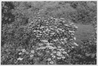 Hallandsås vid Båstad