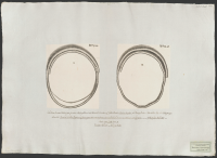 Två stora arm- och halsringar fundne i Vestergötland.