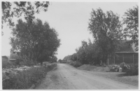 Bygatan med pilträd