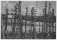 Östads socken, humleodling