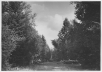 Gamla vägen mellan Hindalebyn och Dals-Ed Vägen skär igenom ett järnåldersgravfält