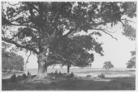 Värnanäs herrgård