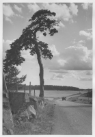 Skärfälten, tallar