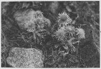 Idön, olika växter