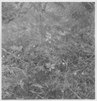 Skärfälten, örtvegetation