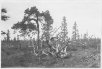 Vägen Fiandberg - Norrhed