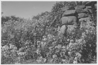 Tiveds socken, såpnejlika (Saponaria officinalis)