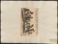 41. Deras övriga hästar