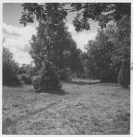 Dörarp, lövängslämning i terrängen öster om kyrkan