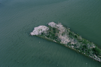 Fågelskär i Bråviken