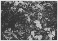 Årup, blommor i parken