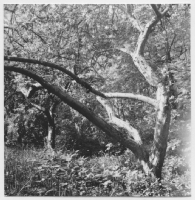 Stegeborgs trädgård vid Göta kanal