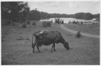 Snavlunda socken, betesmark