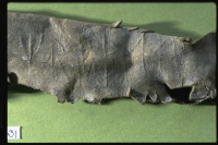 Image of Nä Fv1979;236