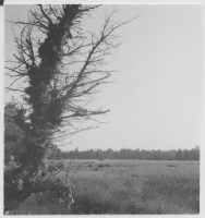 Träskmyr