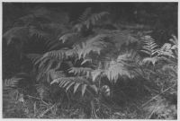 Idön, olika växter