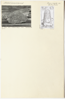 Östra Kumla. Runsignum Sö 340