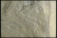 Image of Or Barnes10